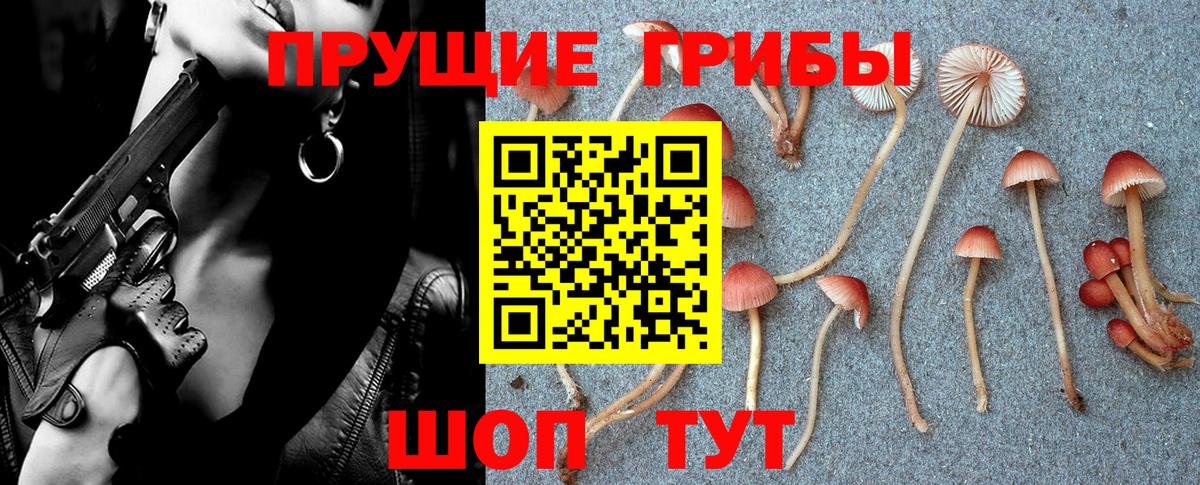 Псилоцибиновые грибы Psilocybe Биробиджан